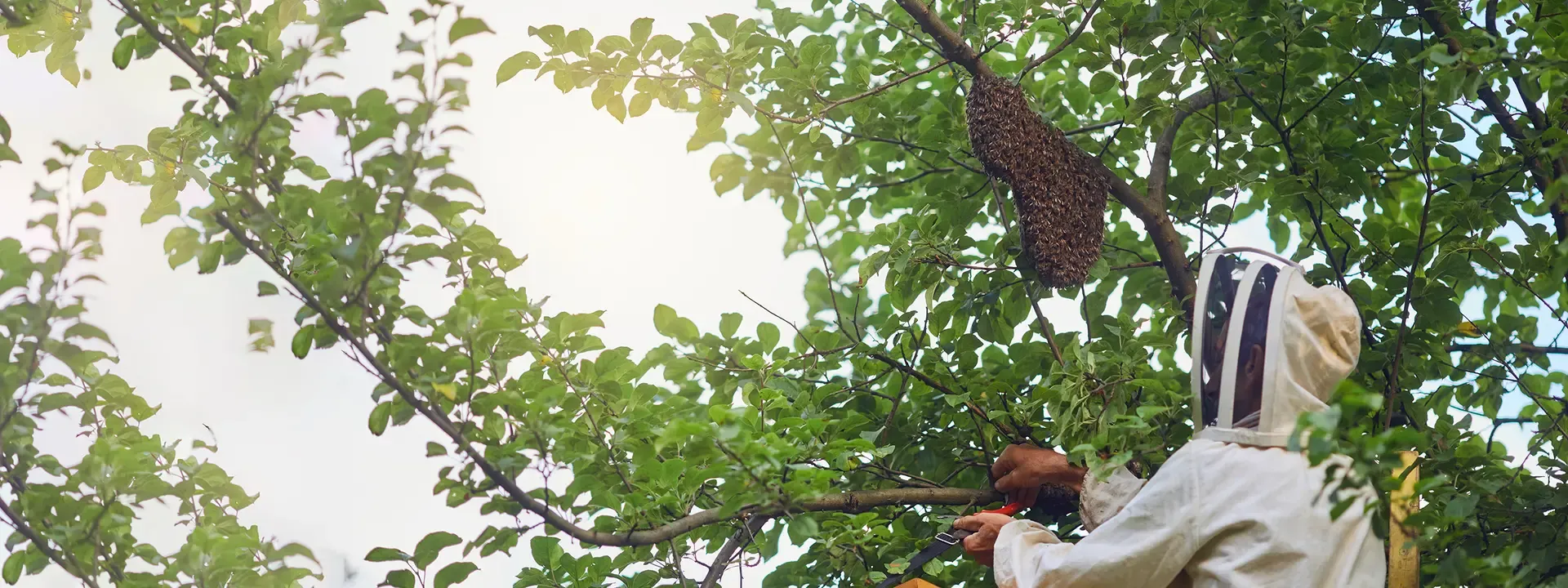 Apicultor retirando un enjambre de abejas de un árbol de forma segura en Bogotá