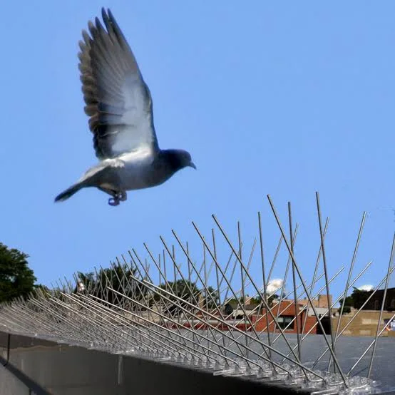 Trinchos antipalomas de acero inoxidable instalados en una cornisa para impedir que las palomas se posen